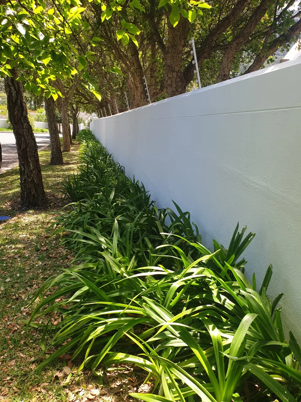 White painted boundary wall behind agapanthus and trees in Hout Bay